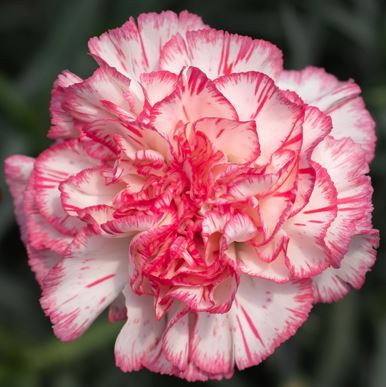 Carnations