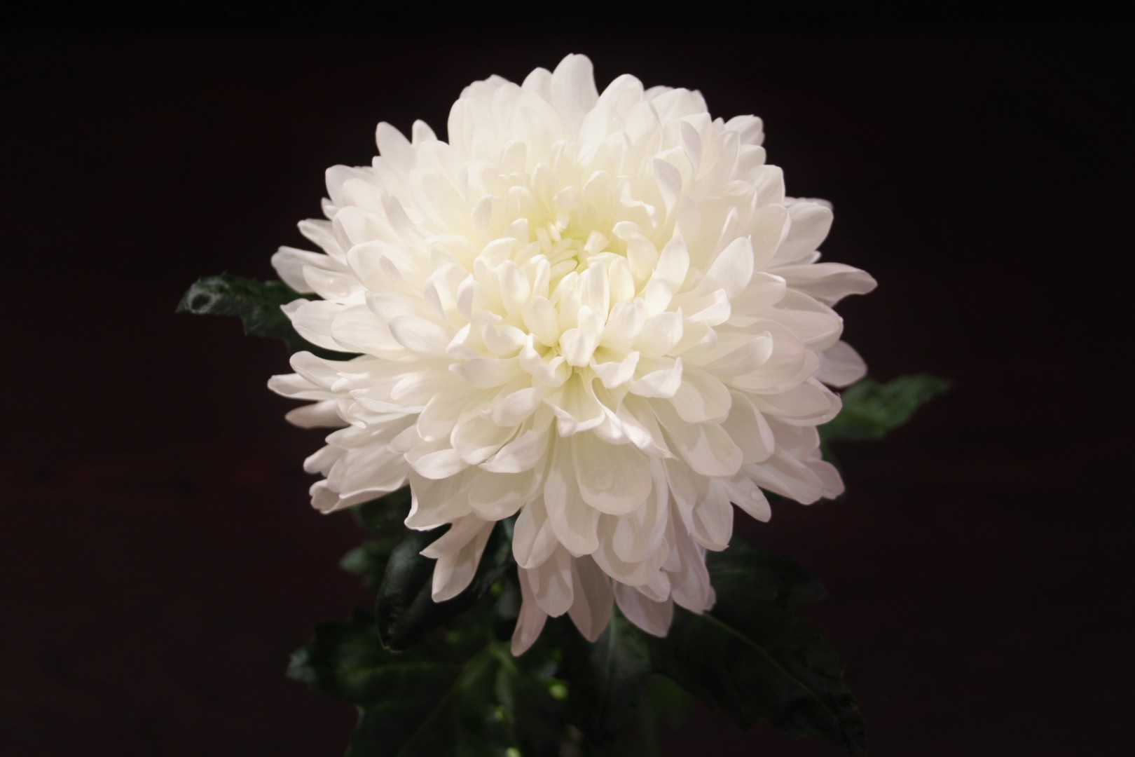 Chrysanthemums