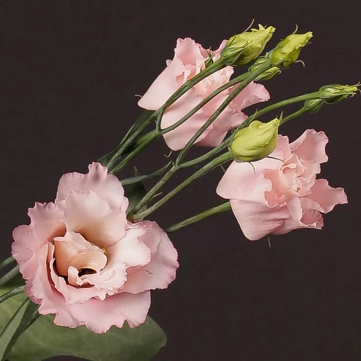 Lisianthus